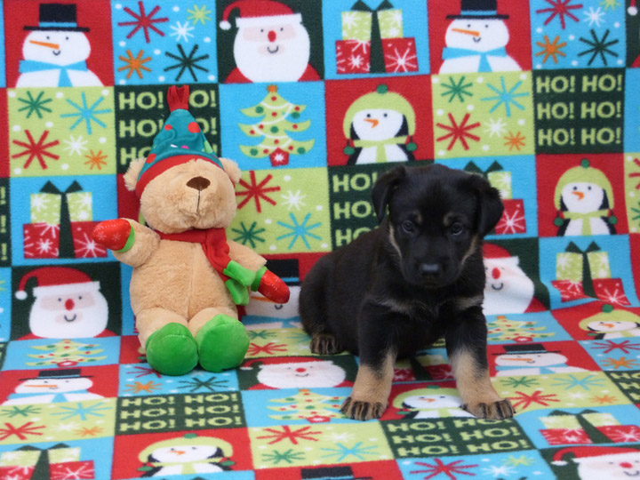 chinook puppy